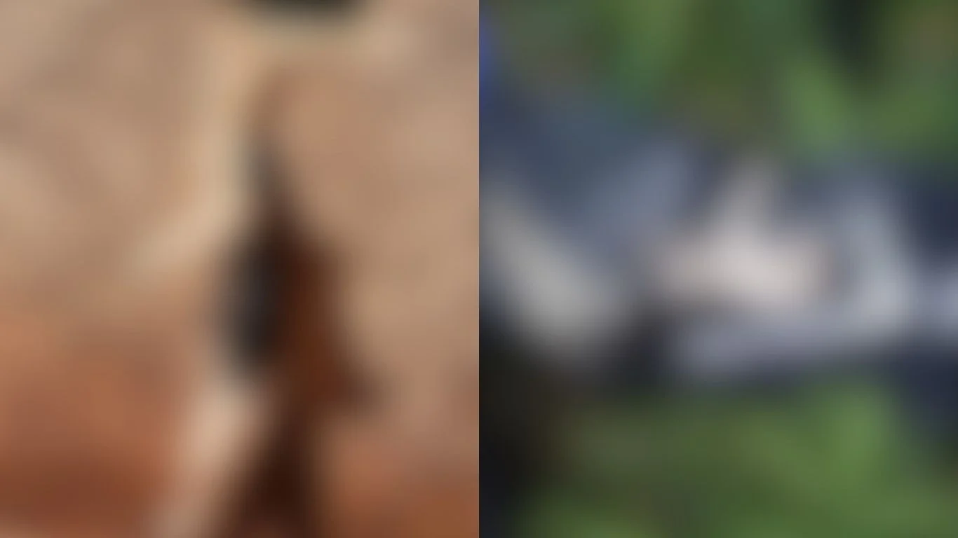 Vídeo: Idoso é preso suspeito de matar gato da vizinha com armadilha em Goiânia