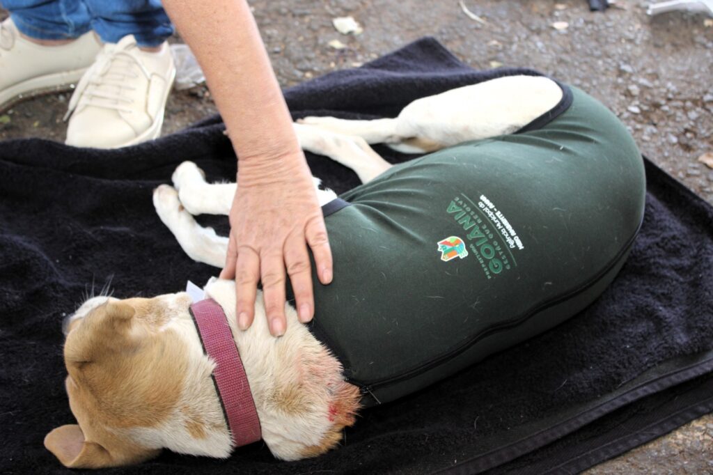 Prefeitura de Goiânia oferece 1,5 mil castrações gratuitas e kit pós-operatório para cães e gatos
