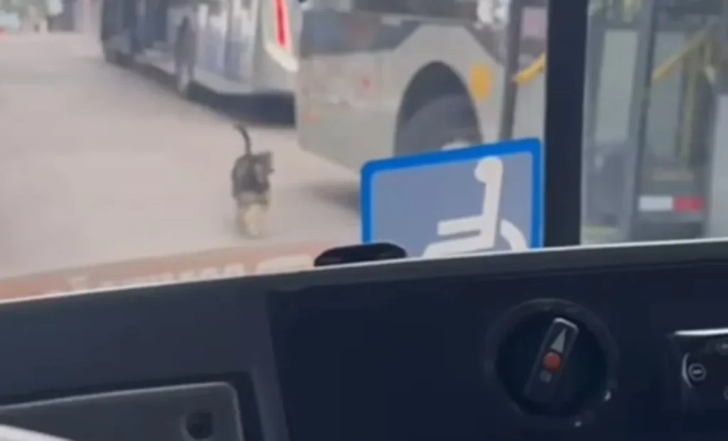 Cachorrinho caramelo viraliza ao reencontrar motorista de ônibus e fazer festa após procura