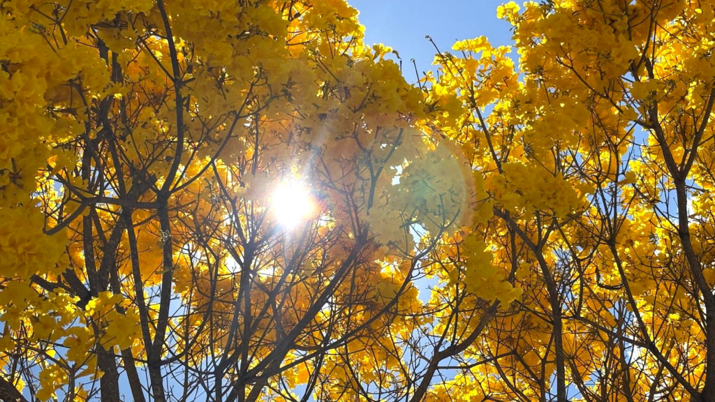 Florada dos ipês transforma ruas, parques e praças de Goiânia durante o período seco, com árvores de diferentes cores espalhadas pela Capital