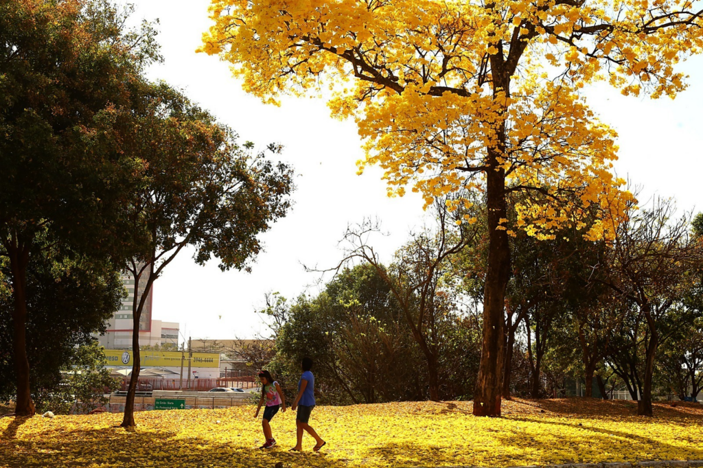 Florada dos ipês colore Goiânia durante período seco e destaca espécies do Cerrado