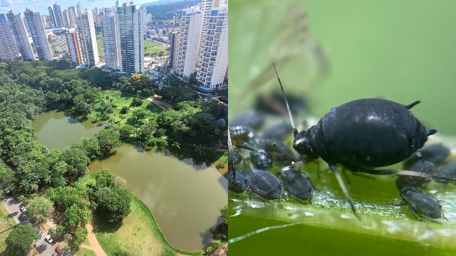 Prefeitura esclarece que insetos encontrados no Parque Flamboyant não são carrapatos