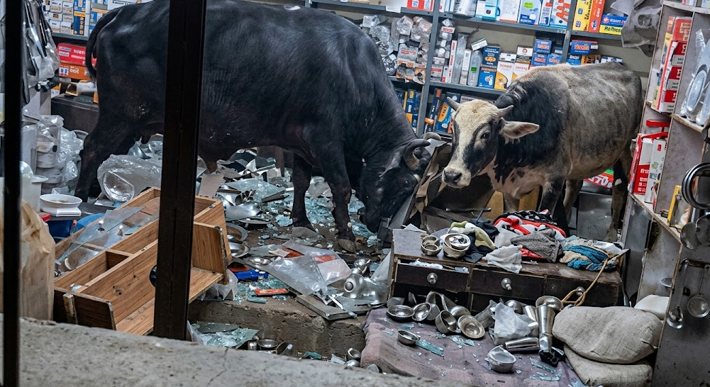 Touros invadem loja durante briga e destroem mercadorias na Índia; veja vídeo