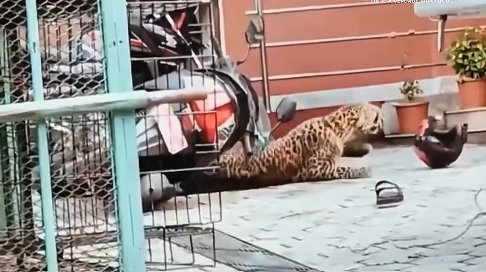 Leopardo escapa de jaula e ataca agente florestal durante resgate no Nepal