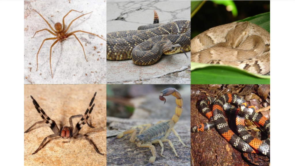 HDT já registra 5.036 acidentes com animais peçonhentos em 2026, mais que o dobro de todo 2025