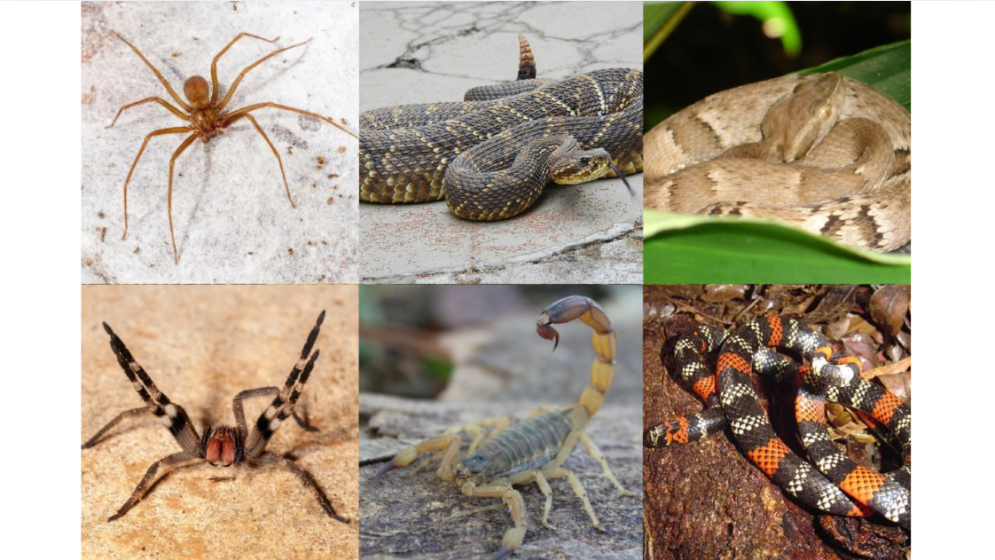 HDT já registra 5.036 acidentes com animais peçonhentos em 2026, mais que o dobro de todo 2025