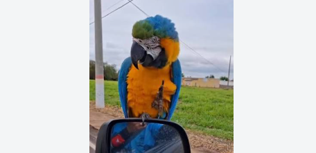 Arara pousa em carro, diz 'arara' e voa em cena inusitada no interior de São Paulo