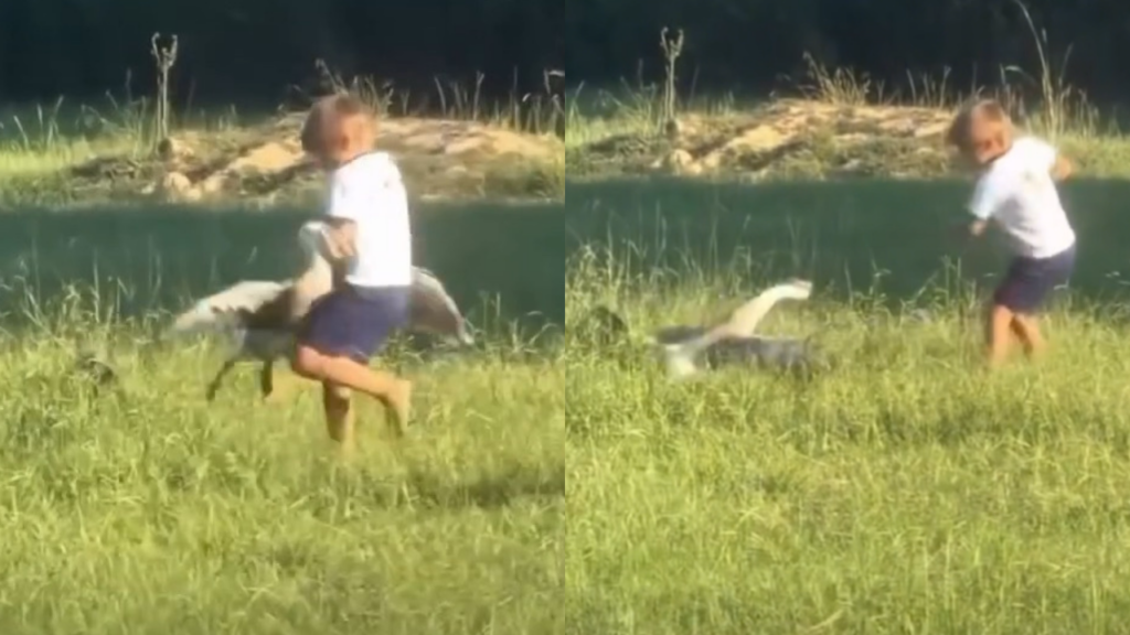 Menino entra em briga com Ganso, joga ave no ar e acaba mordido. Vídeo diverte web