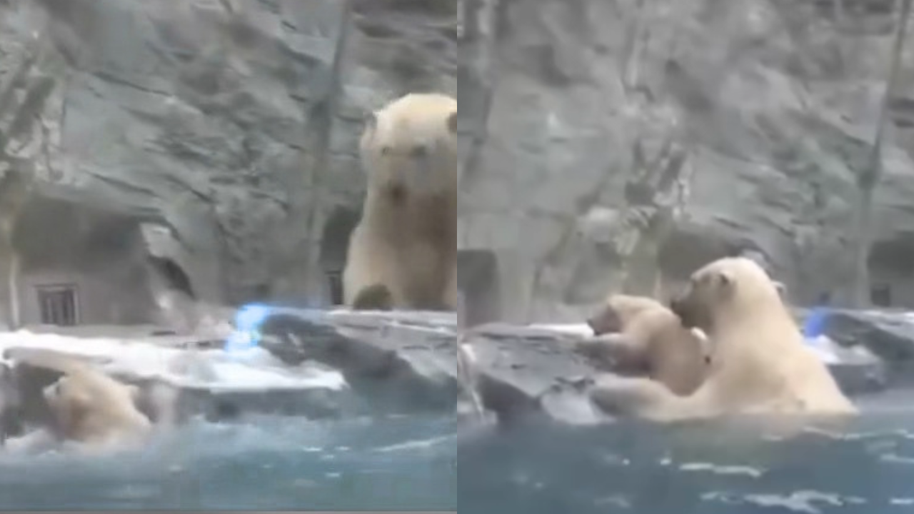Mãe Urso-Polar mergulha e salva filhote que cai em tanque profundo na Rússia. Assista ao vídeo