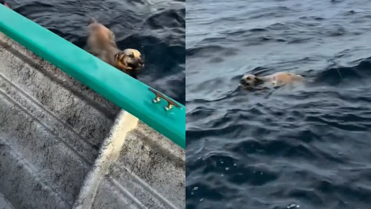 Cão é resgatado no mar após nadar 1,6 km; capitão interrompe pesca para salvar animal