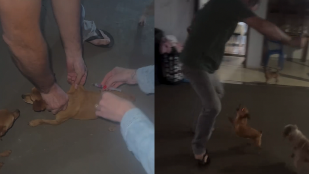Cachorro tenta morder homem após tomar injeção e vídeo viraliza