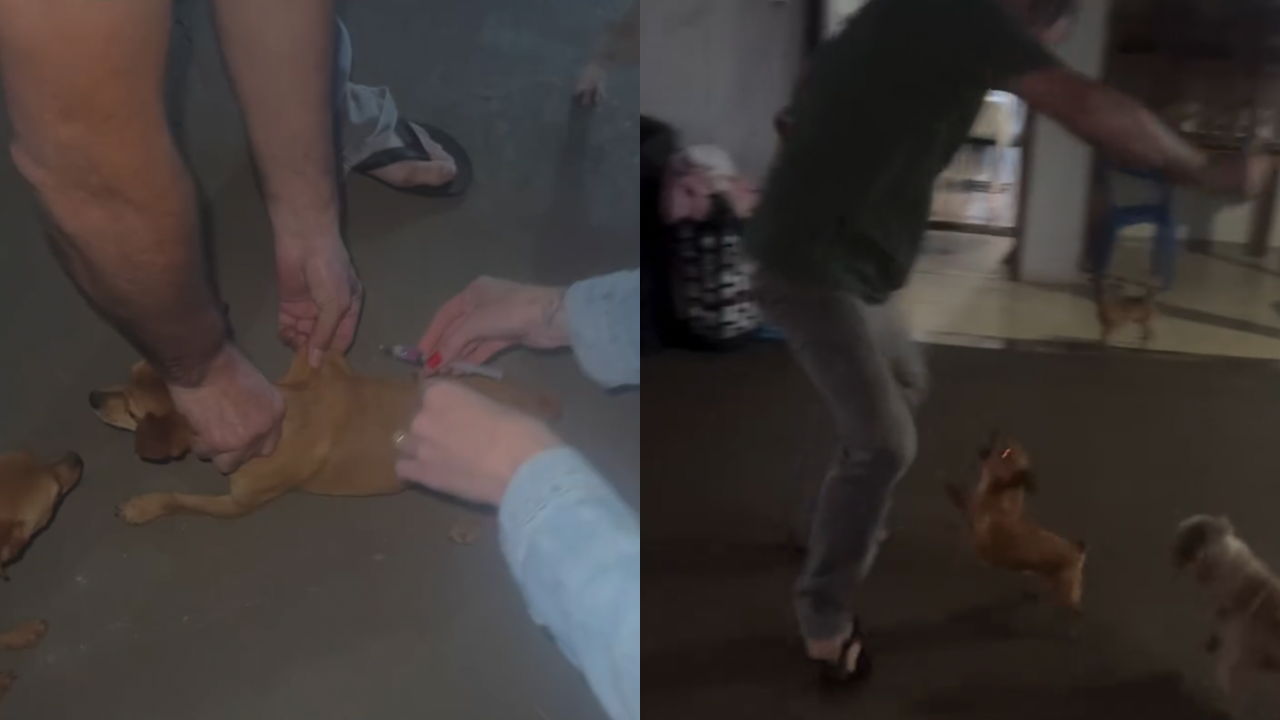 Cachorro tenta morder homem após tomar injeção e vídeo viraliza