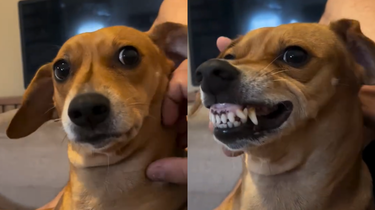 Cachorra muda comportamento quando tutor engrossa voz e vídeo viraliza