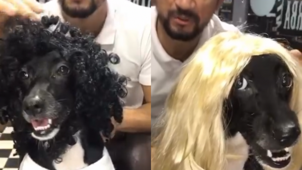Cadelinha rosna ao se ver com cabelo liso e loiro no espelho; assista ao vídeo