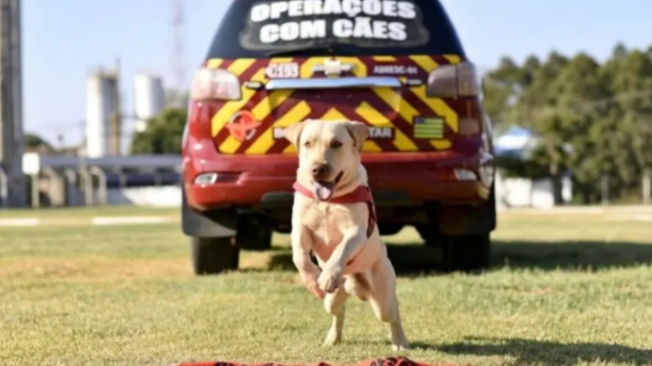 Cão bombeiro Fênix da CBMGO morre após marcar história em operações de resgate
