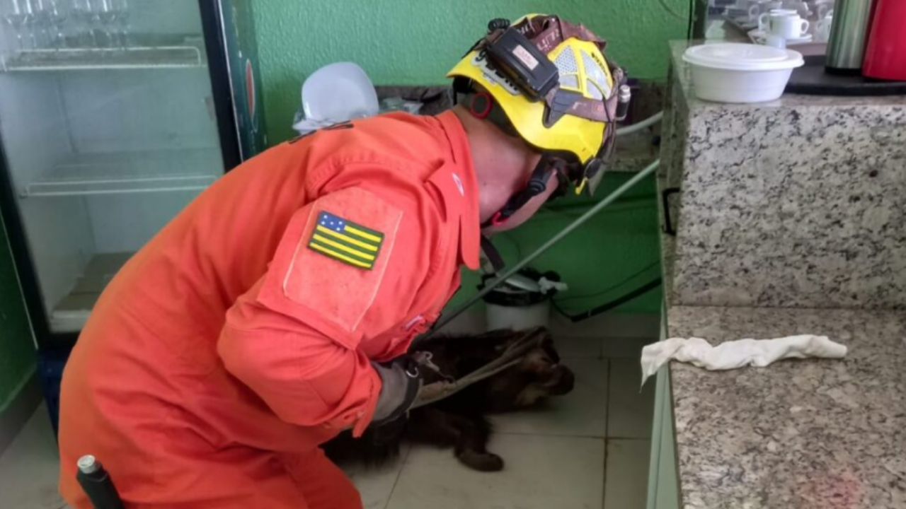 Vídeo: Tamanduá-bandeira invade cozinha de clube em Caldas Novas e é resgatado pelos bombeiros
