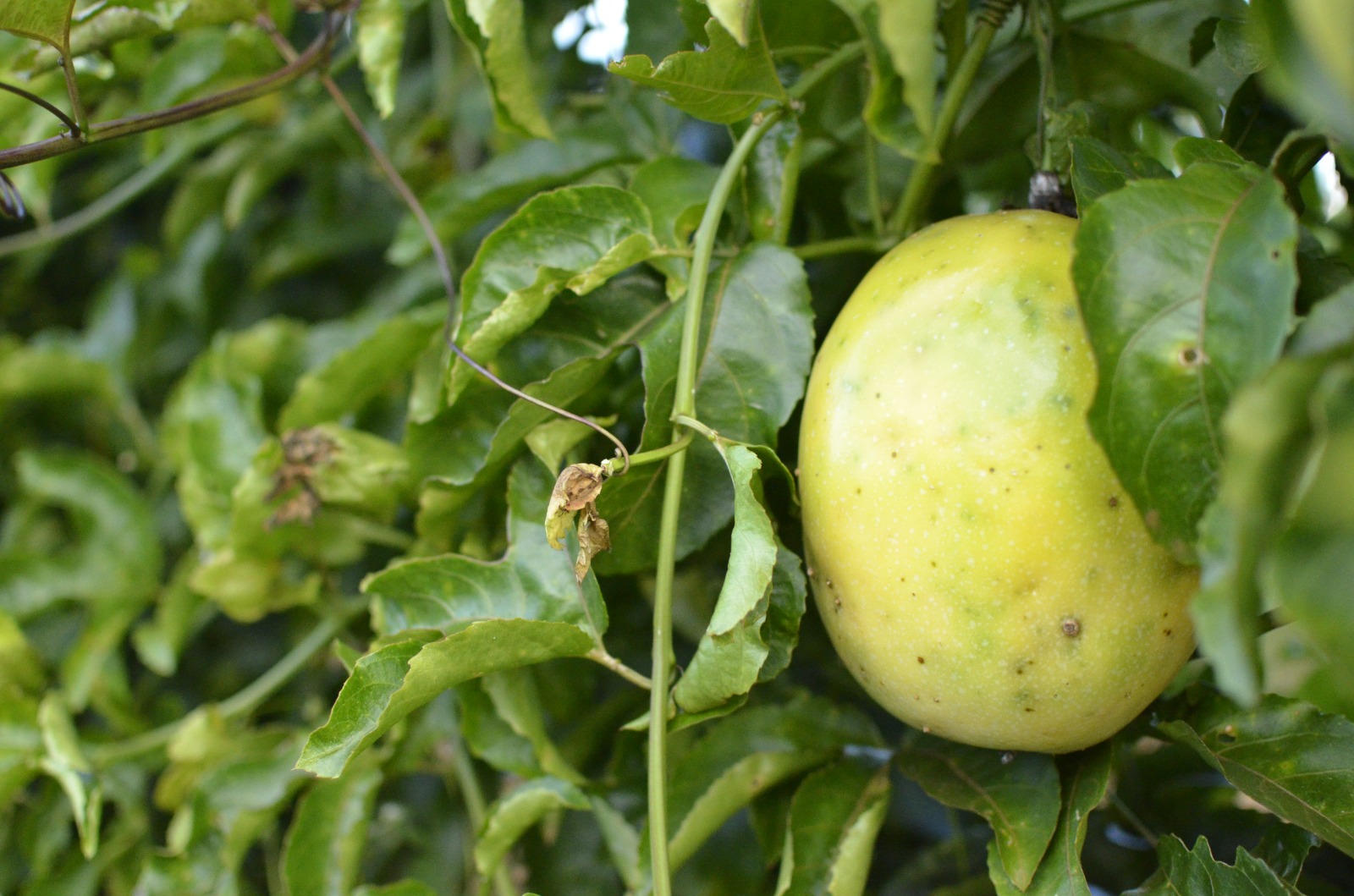 Indústria de sucos estimula produtores de Bela Vista de Goiás a cultivar frutas para abastecer fábrica