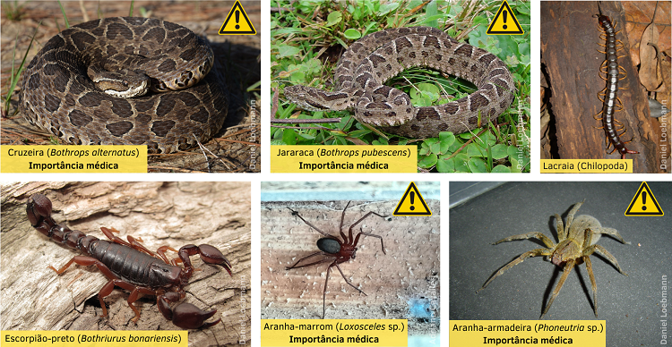 HDT já registra 5.036 acidentes com animais peçonhentos em 2026, mais que o dobro de todo 2025