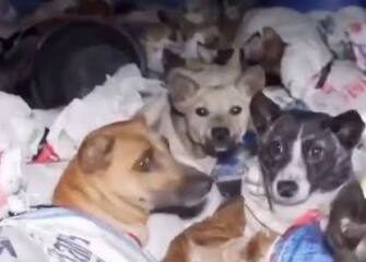 Polícia resgata 226 cães de caminhão que os levava para abate na Indonésia