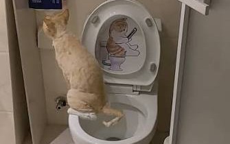 Gato é flagrado fazendo xixi na privada e surpreende tutor; vídeo viraliza