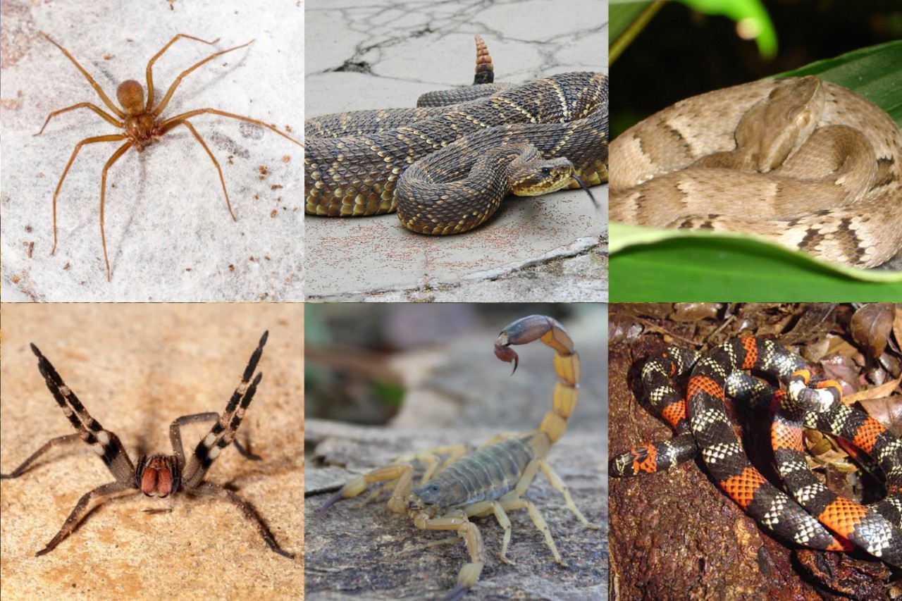 HDT já registra 5.036 acidentes com animais peçonhentos em 2026, mais que o dobro de todo 2025