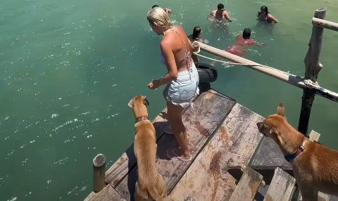 Cachorros caramelos reagem de forma diferente a mergulho da tutora