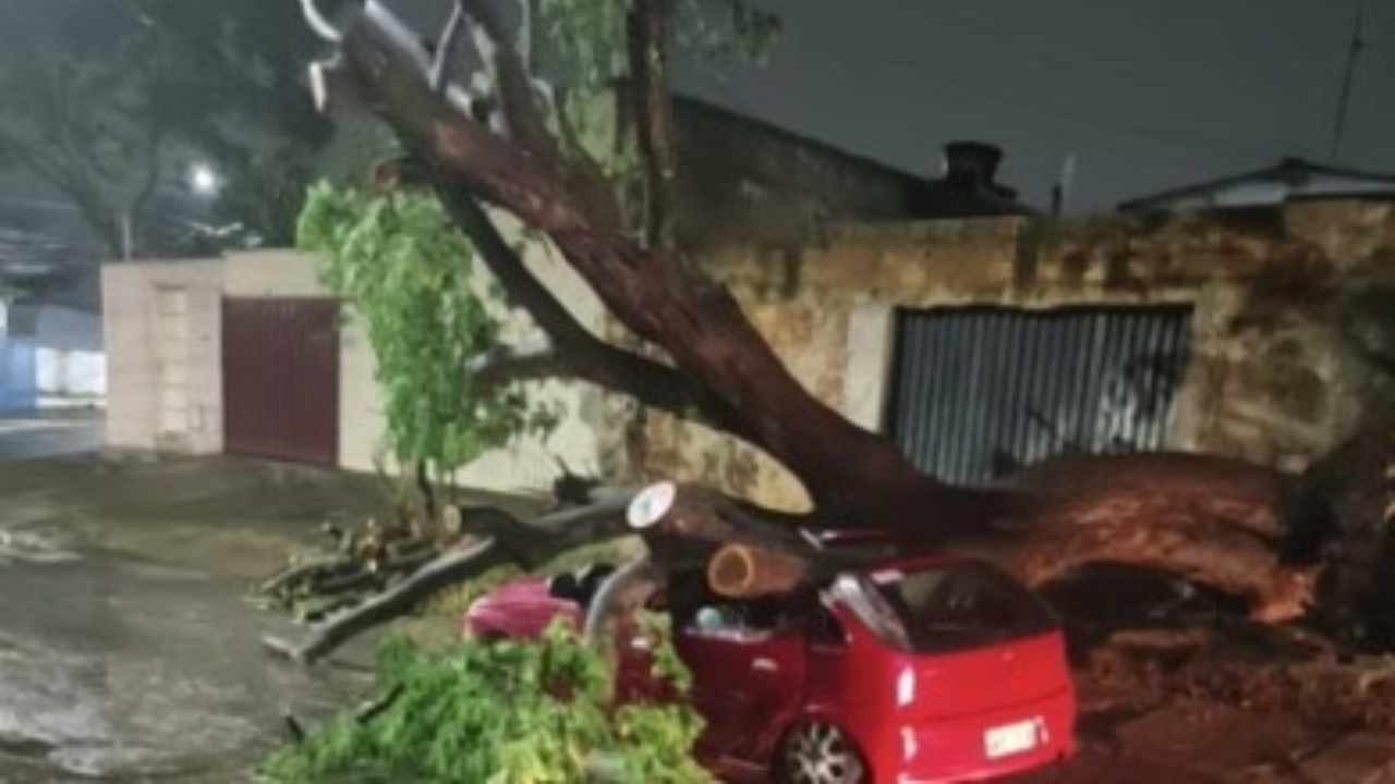 Chuvas em Goiânia provocam 12 quedas de árvores e galhos em 24 horas