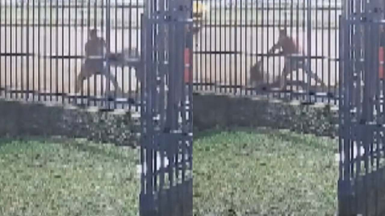 Vídeo: Mulher é agredida por motorista de aplicativo durante corrida em Curitiba