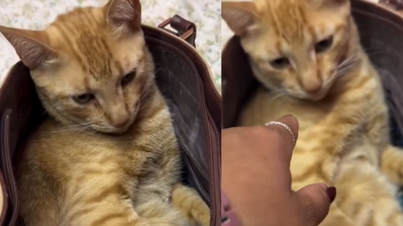 Vídeo: Gatinho Laranja surpreende tutora ao transformar bolsa em cama