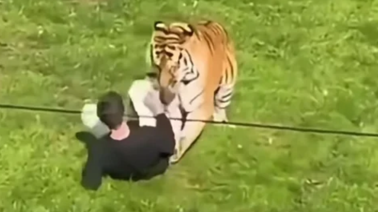 Vídeo: Homem morre após entrar em recinto de tigres em parque na Inglaterra