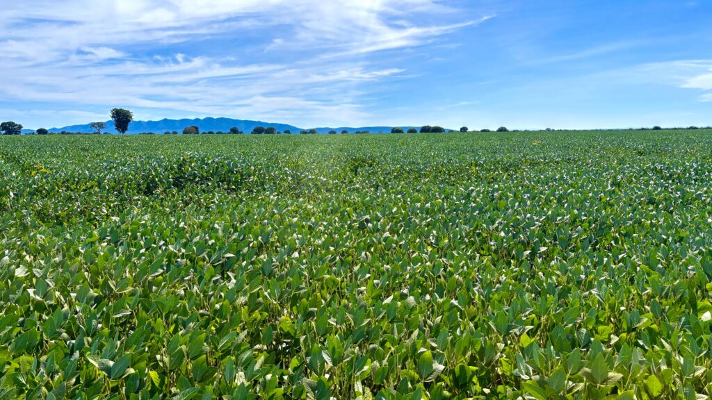 Goiás produz 37,3 milhões de toneladas de grãos e responde por 10,6% da safra nacional