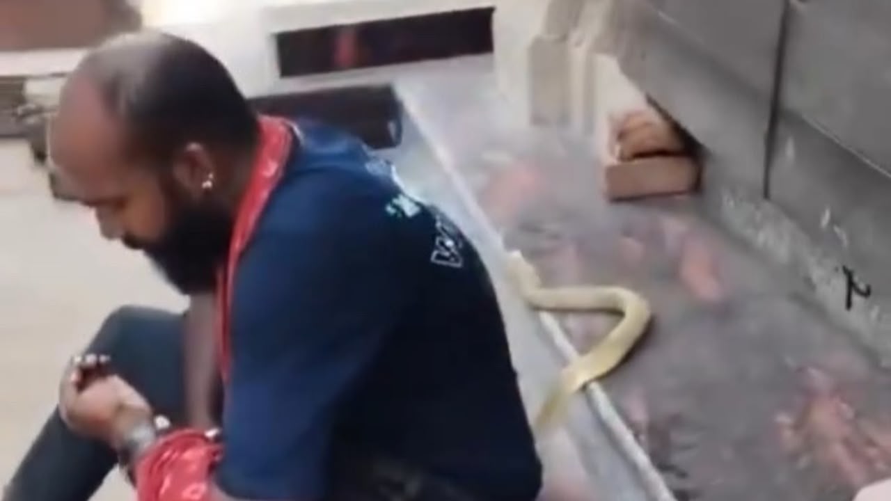 Homem morre após ser picado por cobra enquando gravava vídeo na Índia