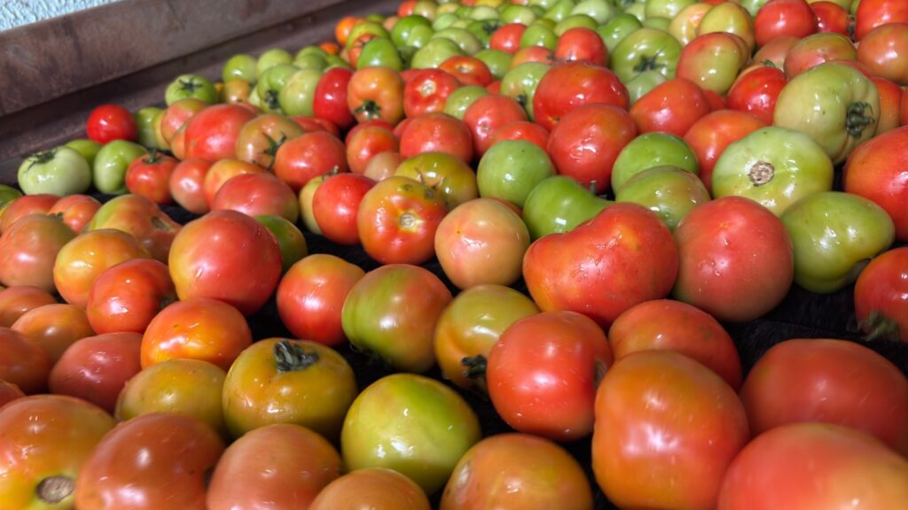 Goiás lidera produção nacional de tomate com 1,34 milhão de toneladas estimadas para 2026