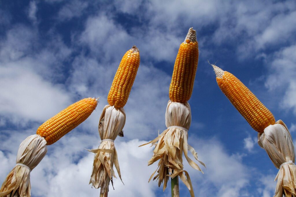 EL NIÑO ATÉ 2027: O MANEJO DECIDE SE A LAVOURA AGUENTA O QUE VEM