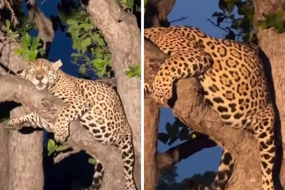 Onça-pintada prenha repousa sobre galho no Pantanal de MS