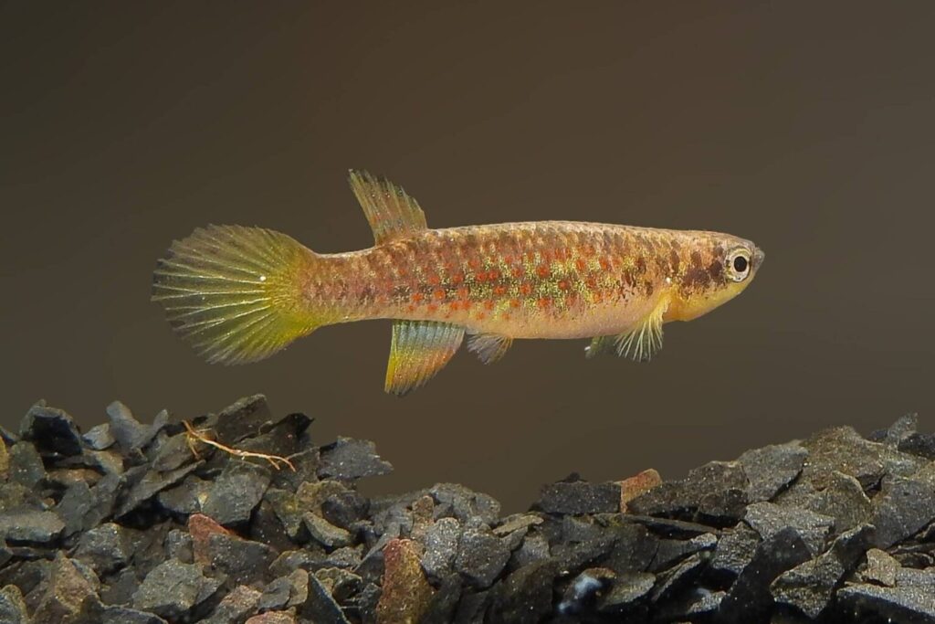 Nova espécie de peixe da Amazônia é ameaçada pelo garimpo