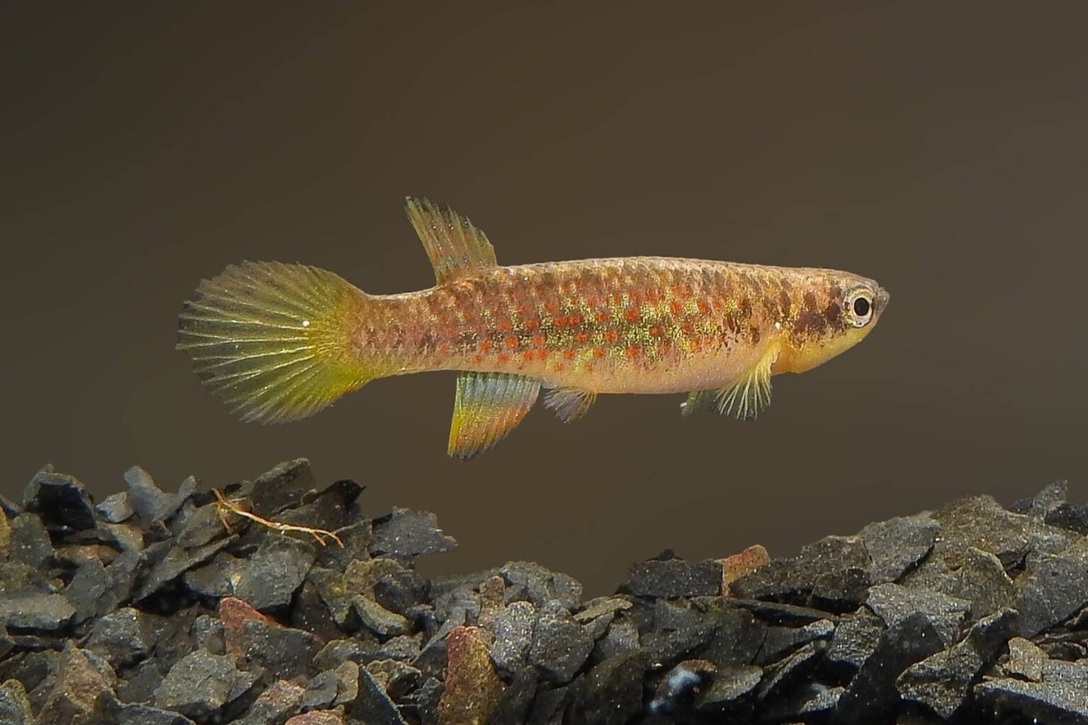 Nova espécie de peixe da Amazônia é ameaçada pelo garimpo
